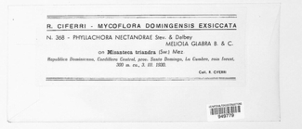 Phyllachora nectandrae image